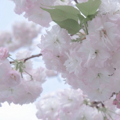 Furry插画元素搭配兽圈社群